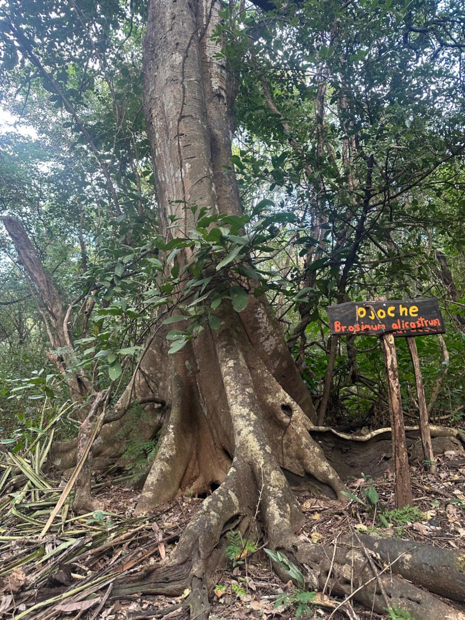 Finca Avellanas Lorena Kültér fotó