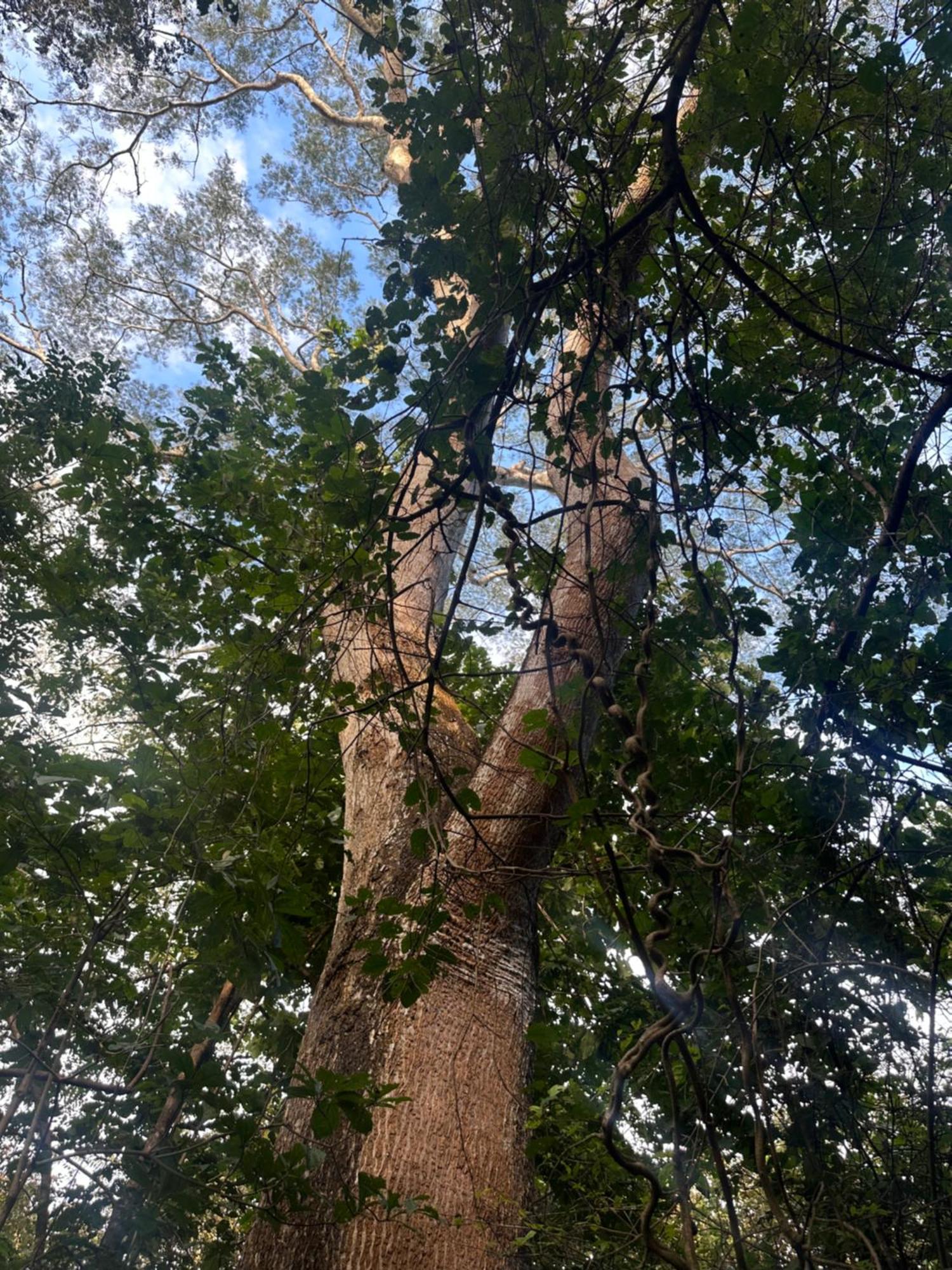 Finca Avellanas Lorena Kültér fotó